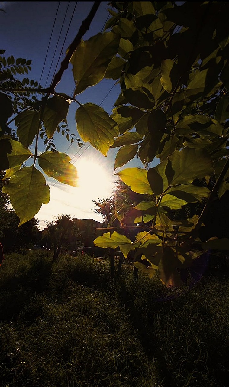 sun in foliage